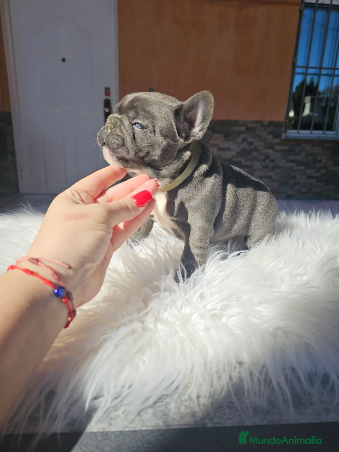 Bulldog Francés perros en venta: Bulldog francés blue  - Anuncio 2