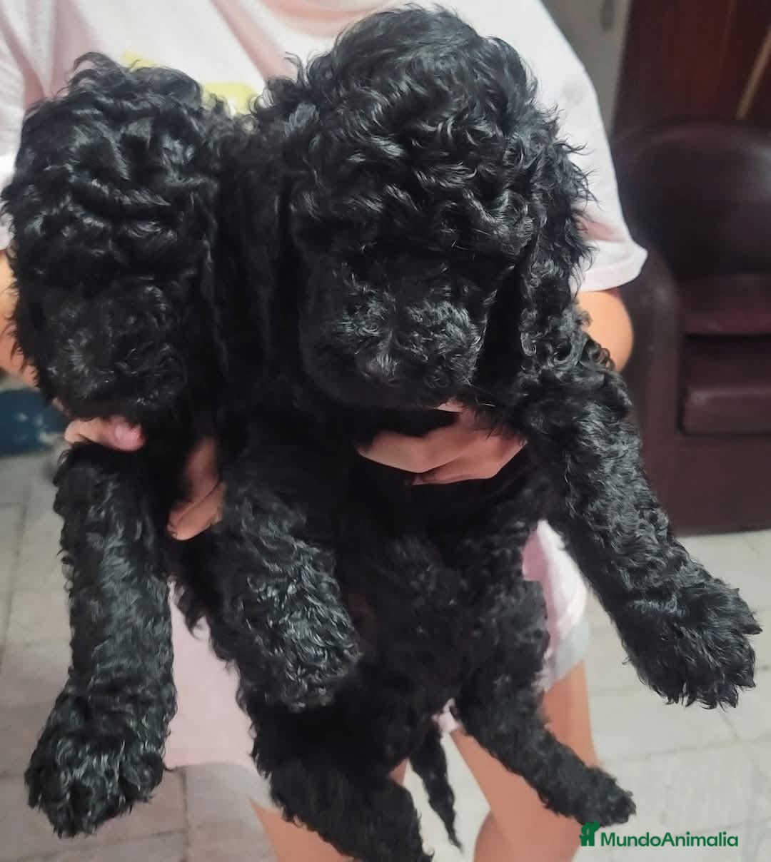 Perro de Agua Español perros en venta: PERRO DE AGUA ESPAÑOL  - Anuncio 5