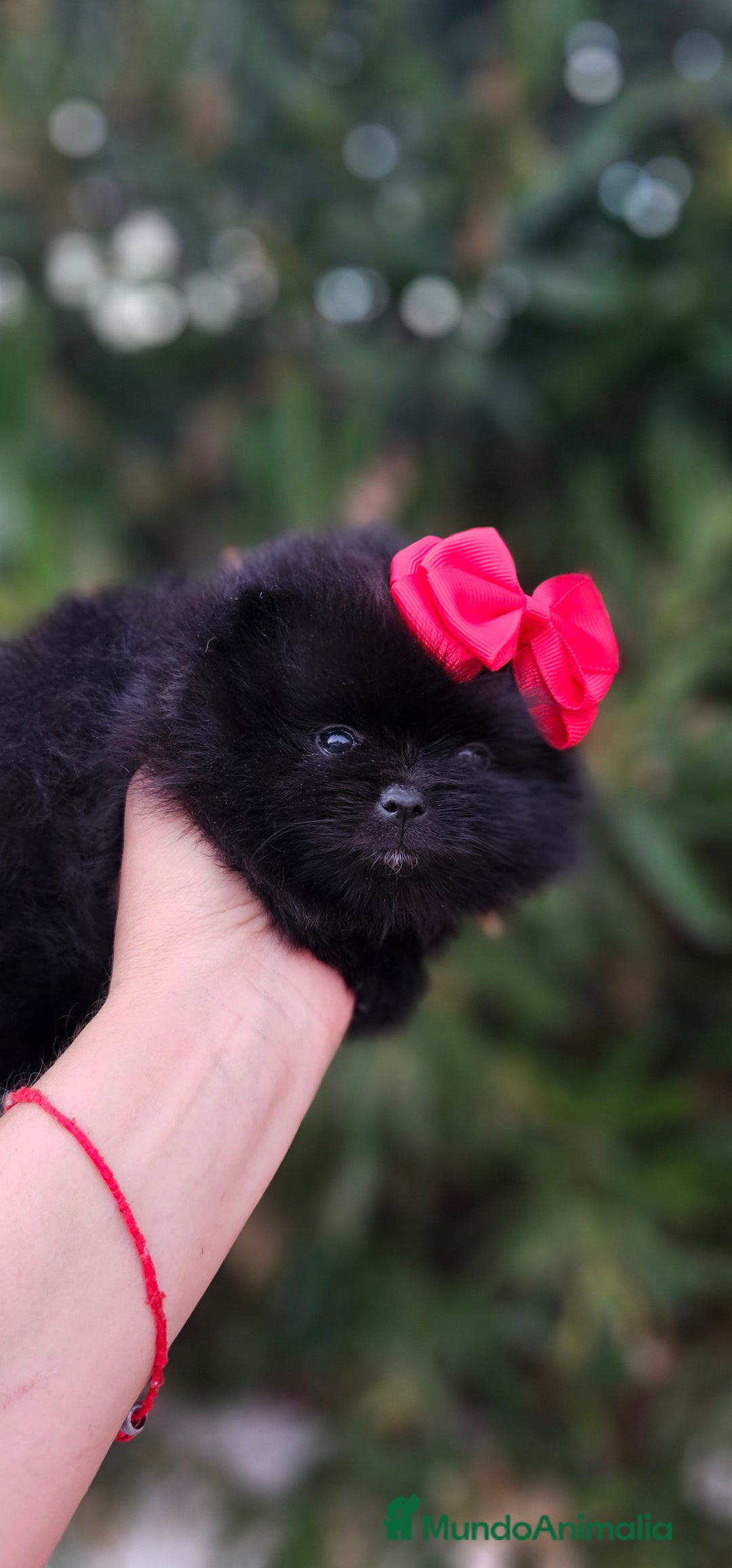 Pomerania perros en venta: Bebés Pomerania exoticos - Imagen 4