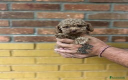 Caniche Toy perros en venta: Caniche toy - Imagen 2