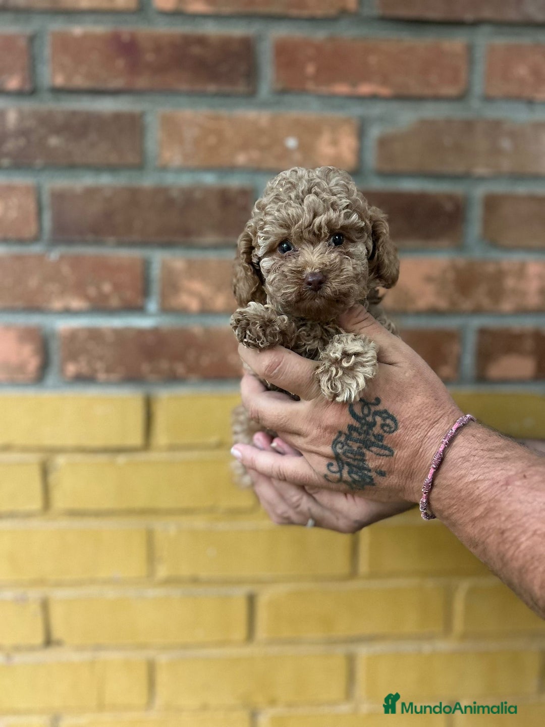 Caniche Toy perros en venta: Caniche toy - Imagen 2