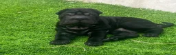 Shar Pei perros en venta: Cachorros shar pei Barcelona (Cataluña) - Anuncio 2
