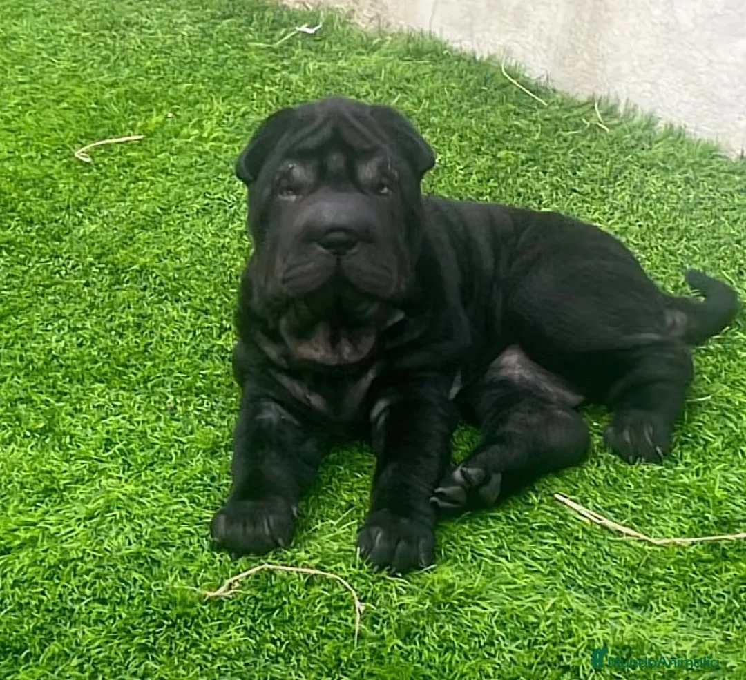 Shar Pei perros en venta: Cachorros shar pei Barcelona (Cataluña) - Anuncio 2