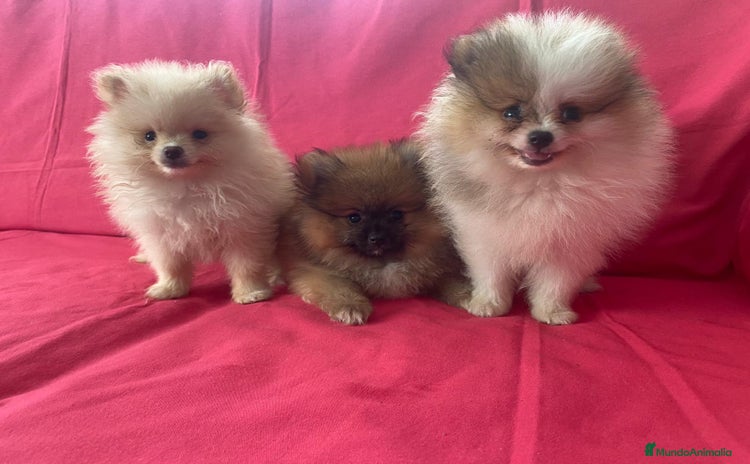 Pomerania perros - Propaganda 1