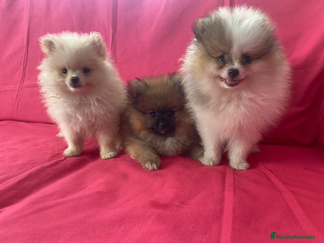 Pomerania perros en venta: CACHORROS DE POMERANIA  - Imagen 1