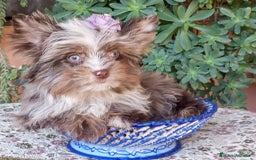 Biewer Yorkshire Terrier a la Pom Pon perros en venta: Exclusiva Hembra Yorkshire Chocomerle  - Imagen 2