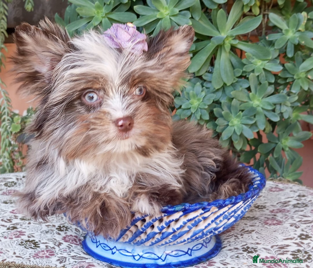 Biewer Yorkshire Terrier a la Pom Pon perros en venta: Exclusiva Hembra Yorkshire Chocomerle  - Imagen 2