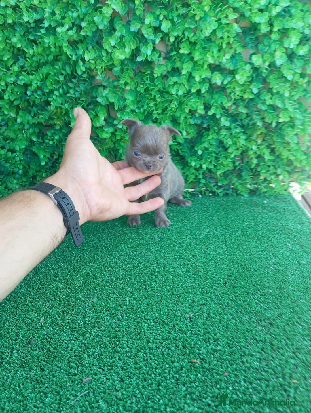 Chihuahua perros en venta: IMPRESIONANTE  CHIHUAHUA   LINEA  TOY  - Anuncio 30