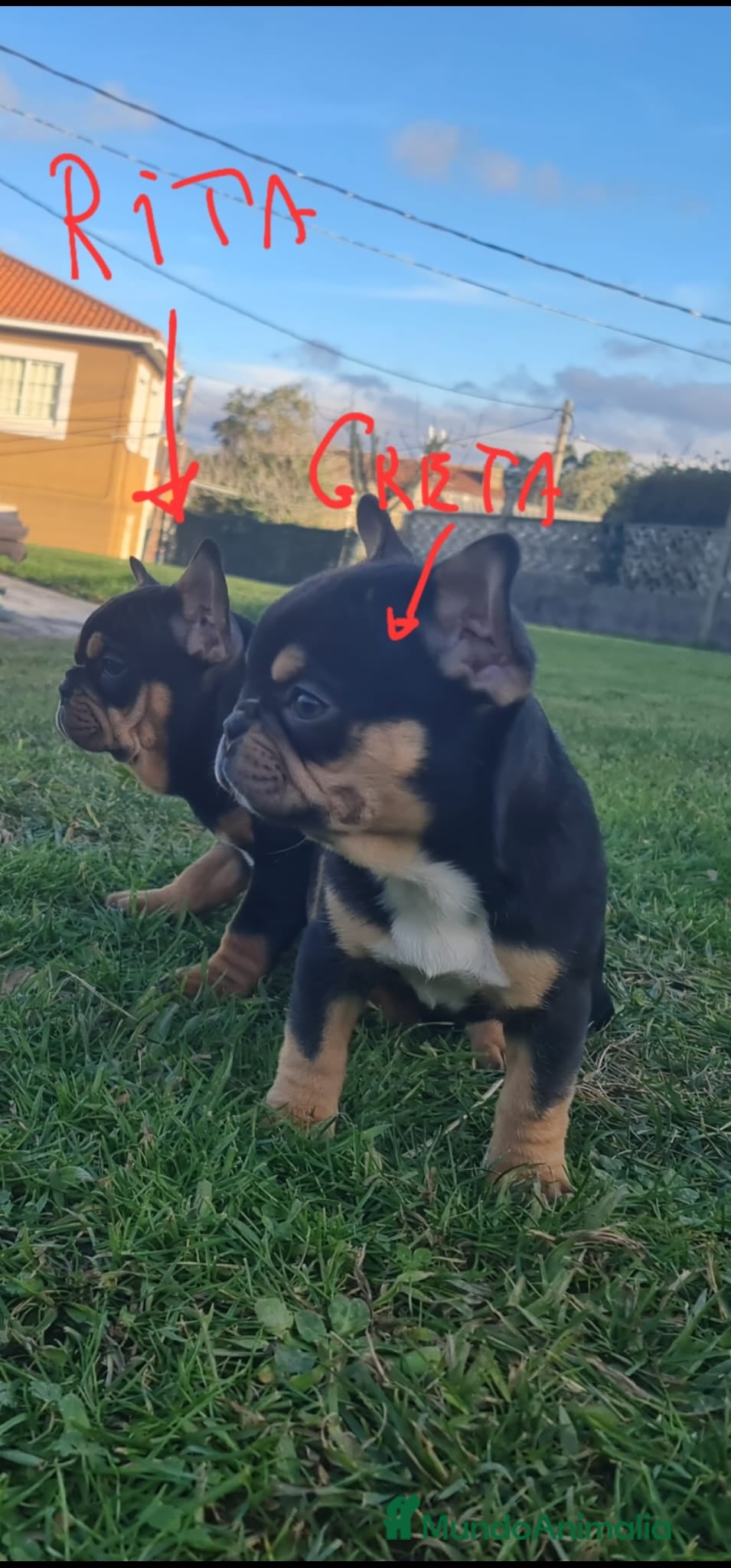 Bulldog Francés perros Bulldog Francés exóticas en adopción - Anuncio 1