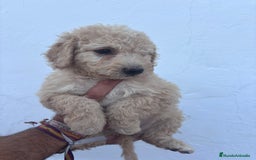 Perro de Agua Español perros en venta: Excelente camada disponible! - Imagen 4