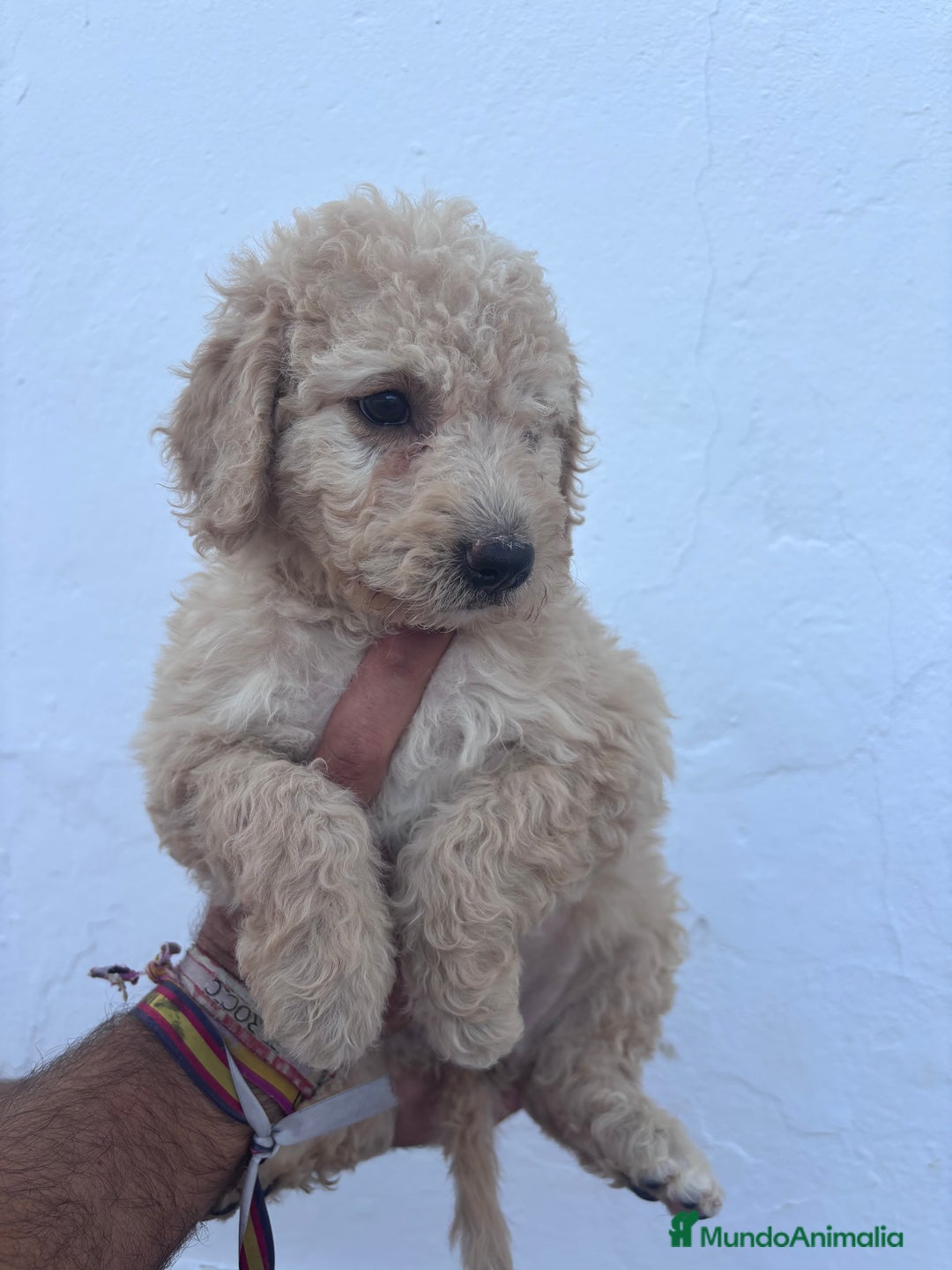 Perro de Agua Español perros en venta: Excelente camada disponible! - Imagen 4