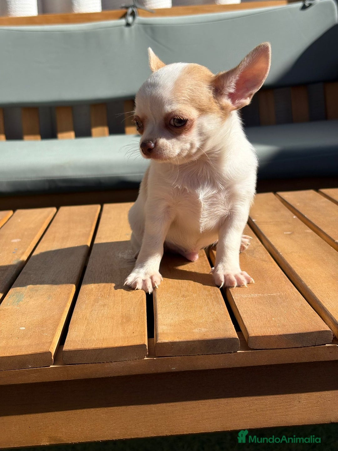 Chihuahua perros en venta: Chihuahua toy cabeza manzana 🍏 - Imagen 8