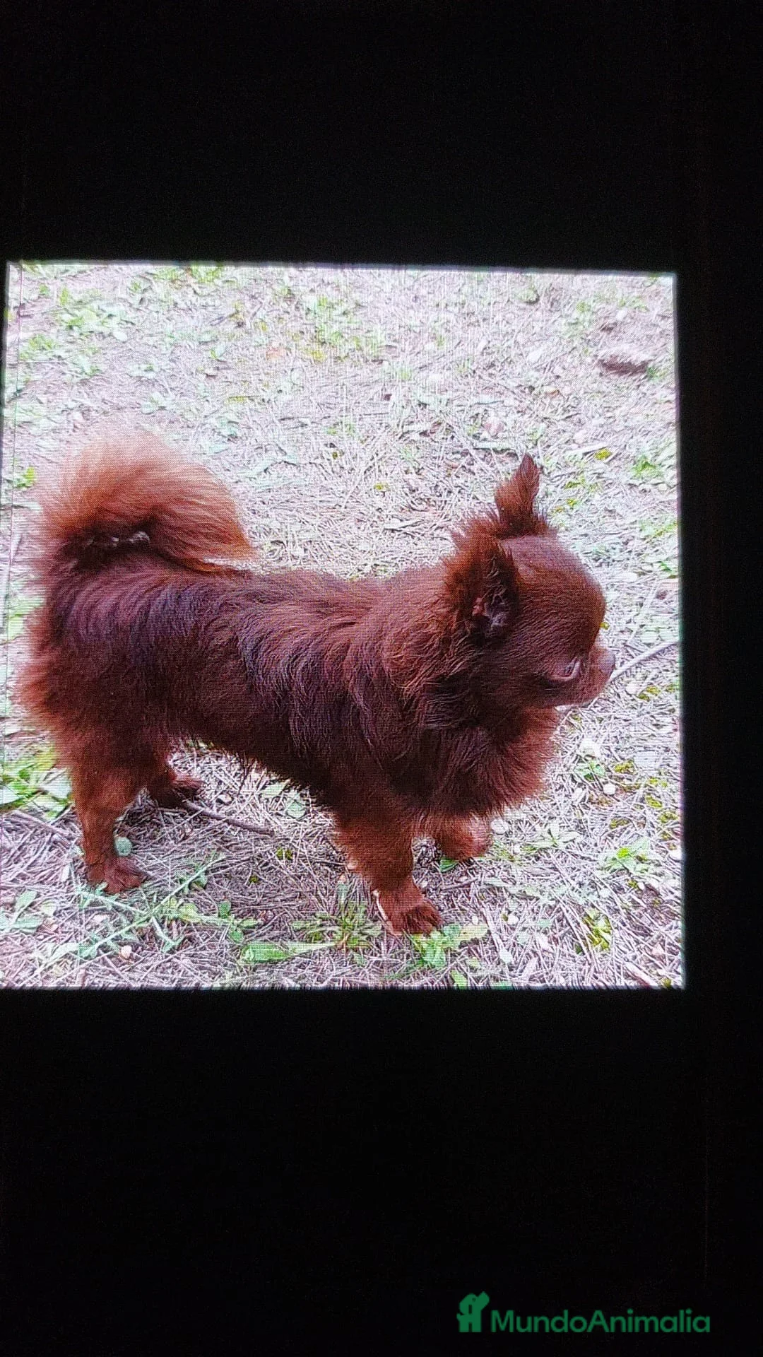 Chihuahua perros en venta: Chihuhua de pelo largo  - Anuncio 7