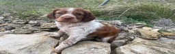 Épagneul Breton perros en venta: Epagneul bretón  en Teruel - Anuncio 4