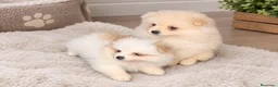 Pomerania perros en venta: Pomerania precio real  - Anuncio 1