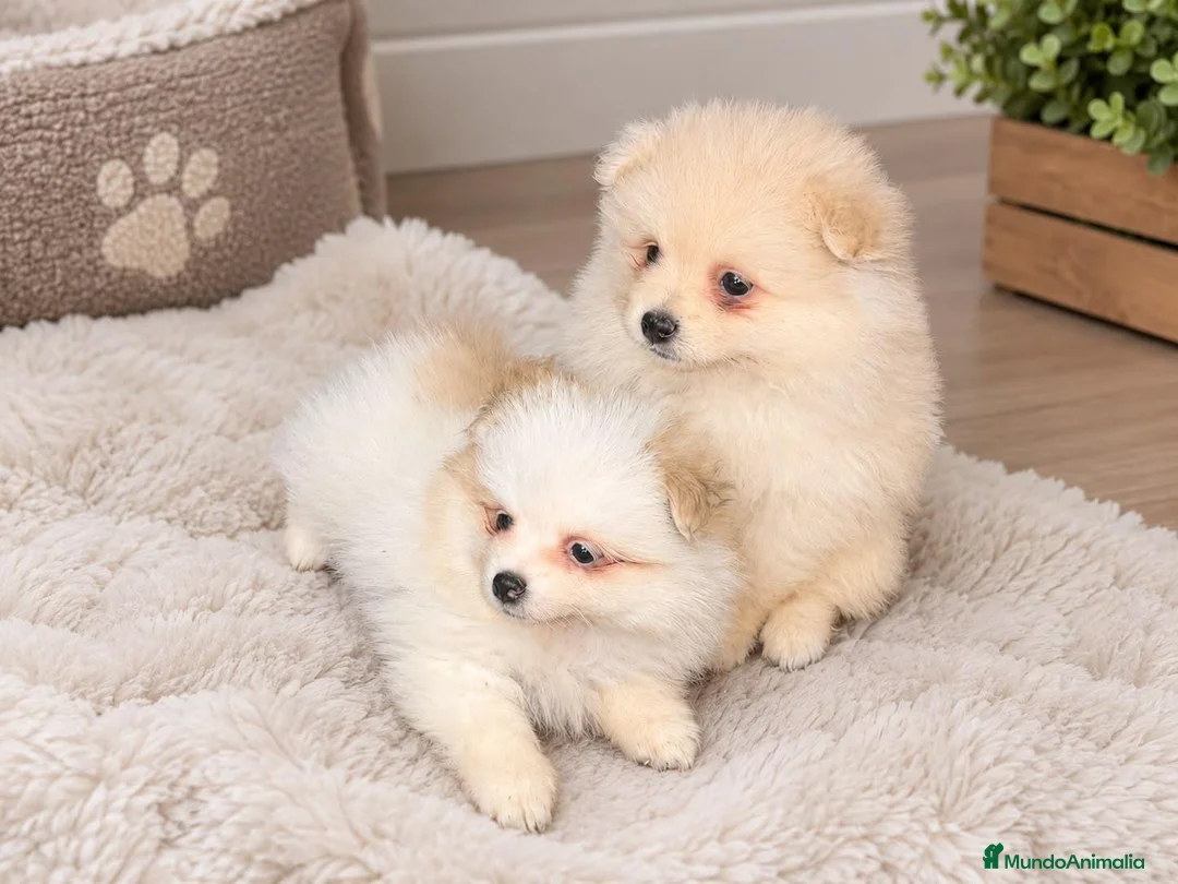 Pomerania perros en venta: Pomerania precio real  - Anuncio 1