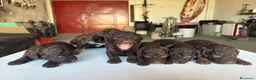 Perro de Agua Español perros en venta: Perro de agua Español - Anuncio 8