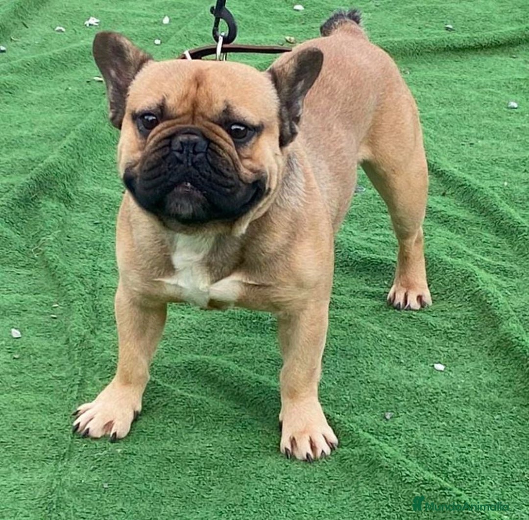 Bulldog Francés perros en venta: Bulldog francés  - Imagen 12