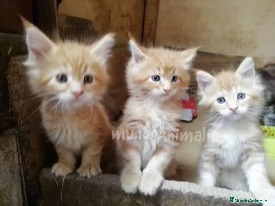 Imagen de galería {{count}}