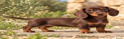 Teckel Miniatura perros en venta: Teckel pelo corto  - Anuncio 1
