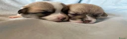 Welsh Corgi Pembroke perros en venta: Preciosas cachorras de Welsh corgi Pembroke - Anuncio 7