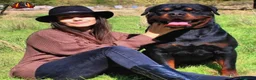 Rottweiler perros para monta: Rottweiler Montas - Anuncio 3