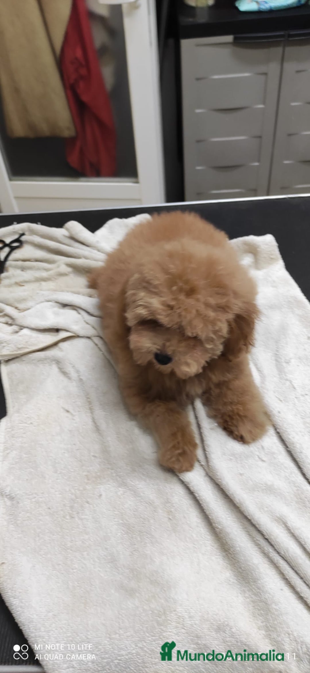 Caniche Toy perros en venta: Caniche toy rojo  - Imagen 7