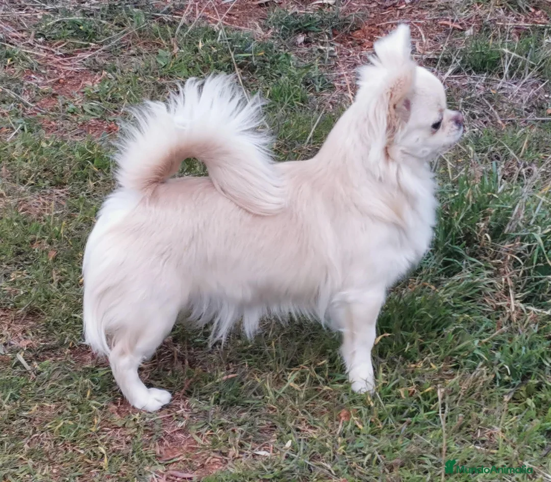 Imagen de galería {{count}}