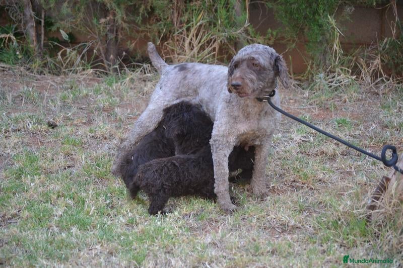 Perro de Agua Español perros CAMADA PERRO DE AGUA ESPAÑOL - Anuncio 1