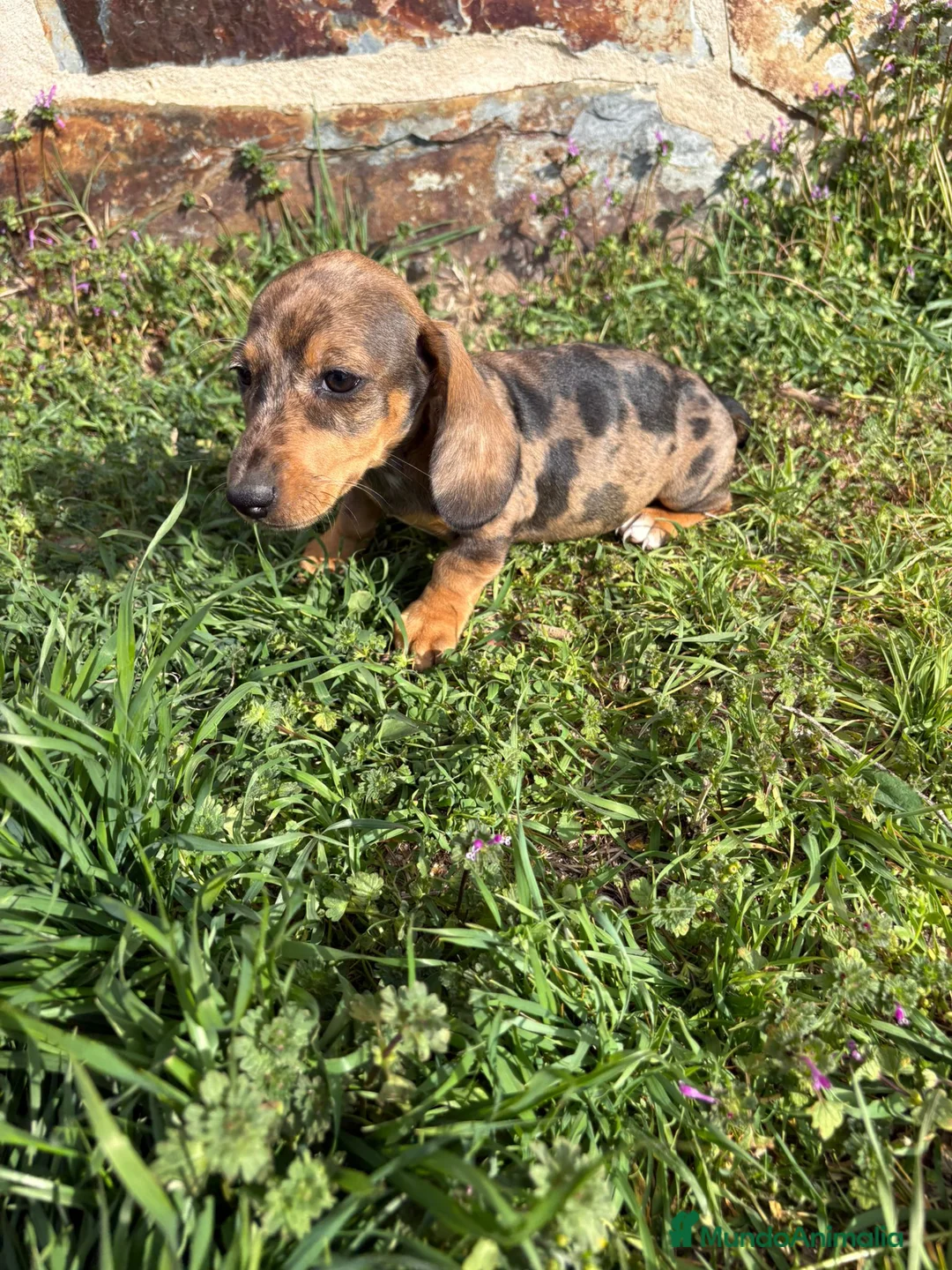 Teckel Miniatura perros en venta: Teckel miniatura  - Anuncio 1