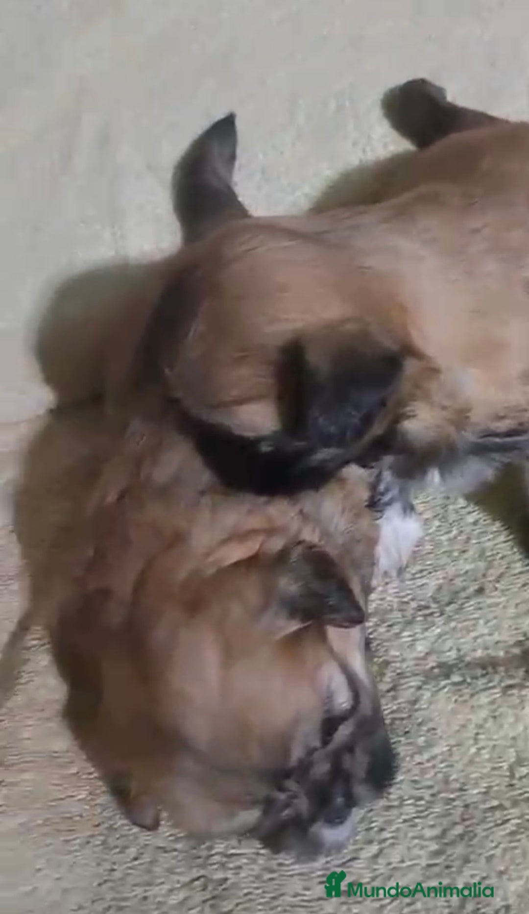 Shih Tzu perros en venta: Shih Tzu cachorros  - Anuncio 2