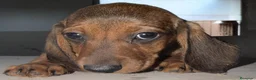 Teckel Miniatura perros en venta: Teckel Miniatura  - Anuncio 18