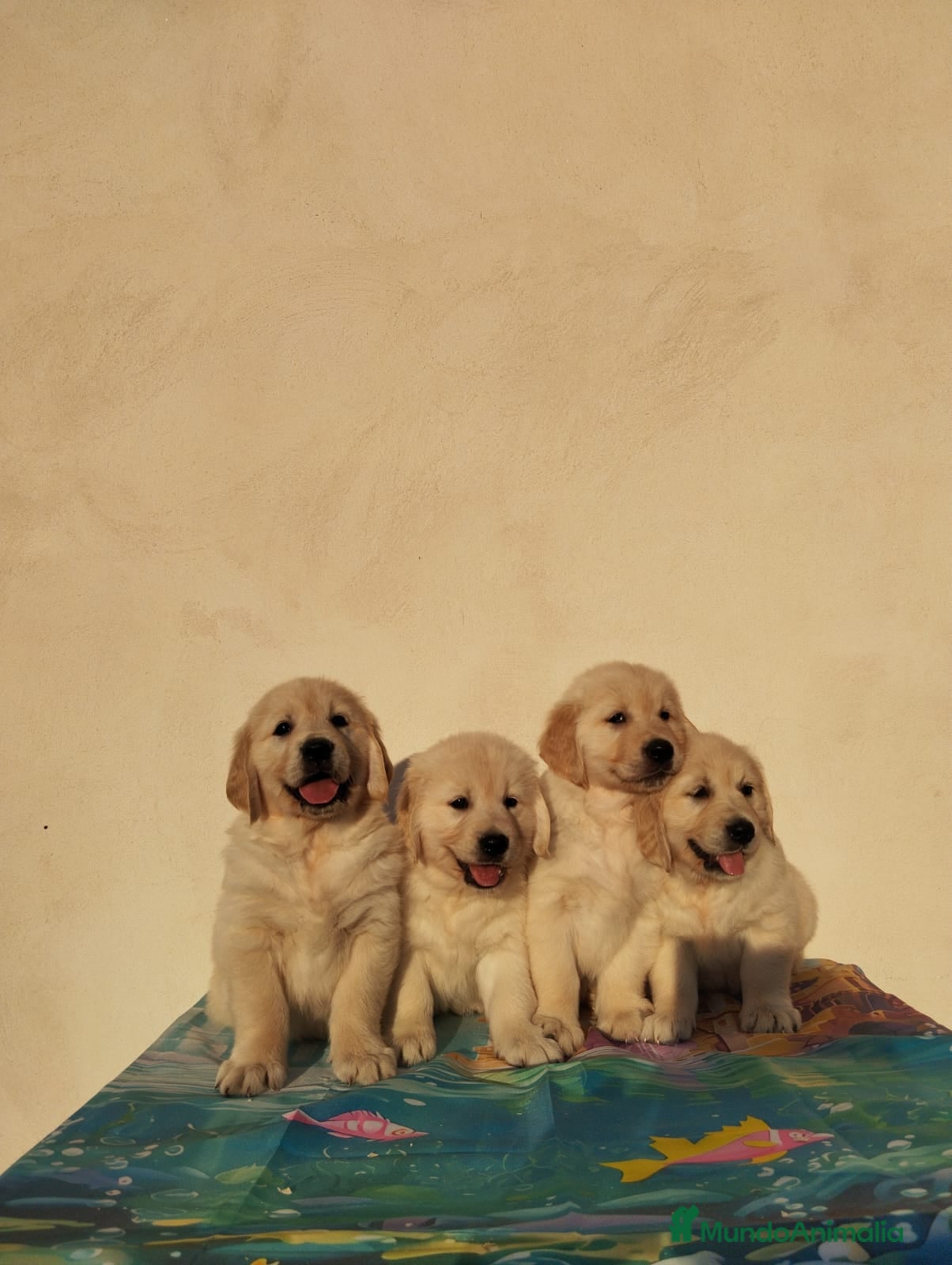 Golden Retriever perros Últimos cachorros de Golden Retriever - Anuncio 2