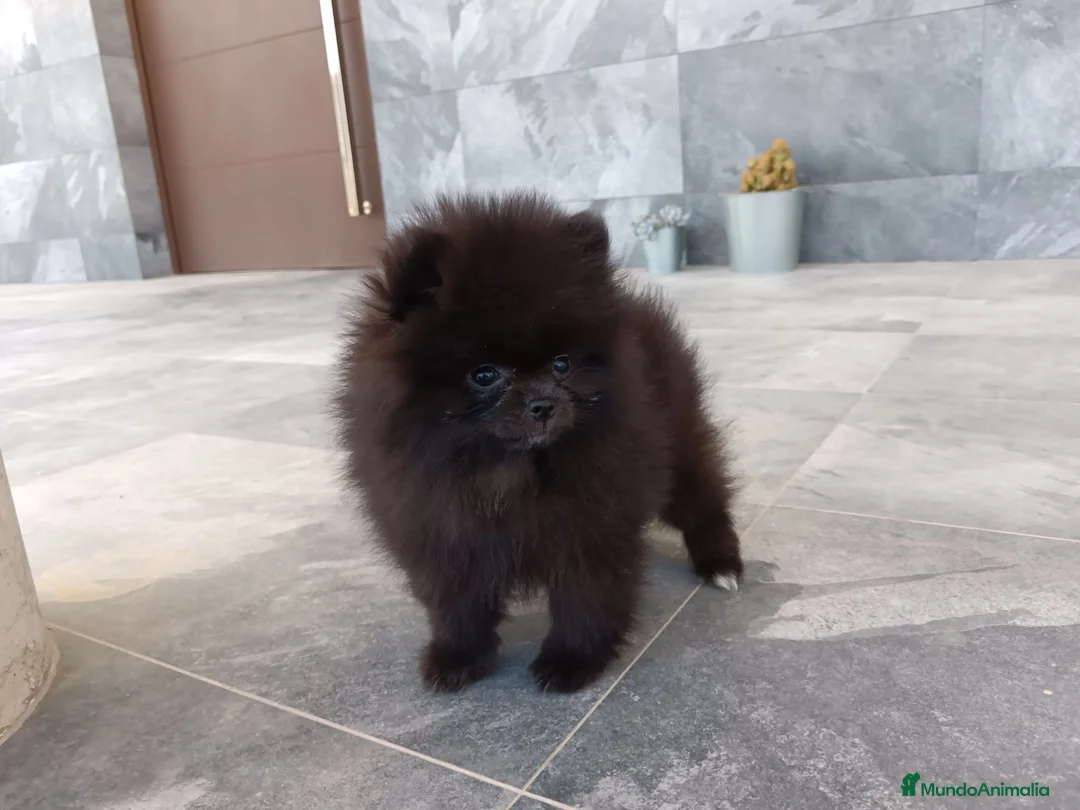 Pomerania perros en venta: Pomerania  - Anuncio 2