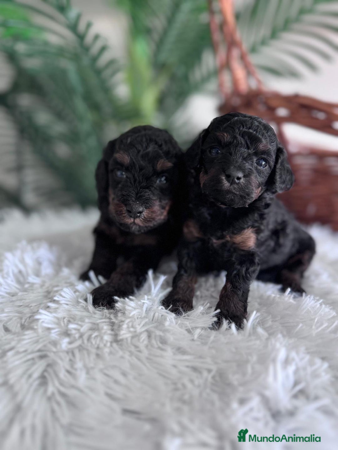 Caniche Toy perros en venta: CANICHE TOY HEMBRA - Imagen 2