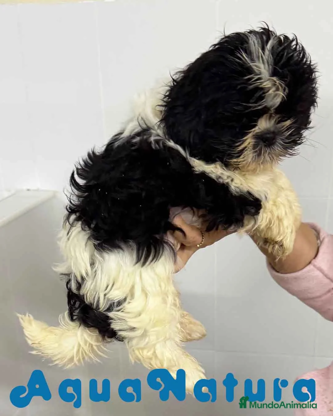 Shih Tzu perros en venta:  Shih Tzu Macho de Agata y Newman 1896 AQUANATURA - Anuncio 1