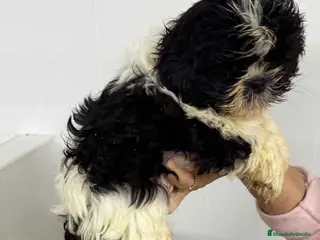 Shih Tzu perros Shih Tzu Macho de Agata y Newman 1896 AQUANATURA - Anuncio 1