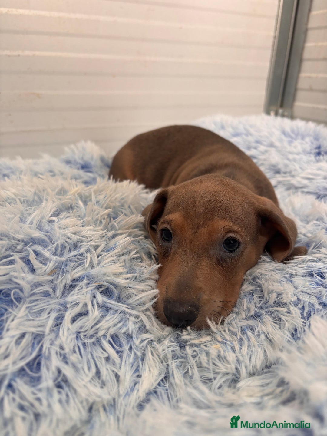 Teckel perros en venta: TECKEL STANDARD - Anuncio 14