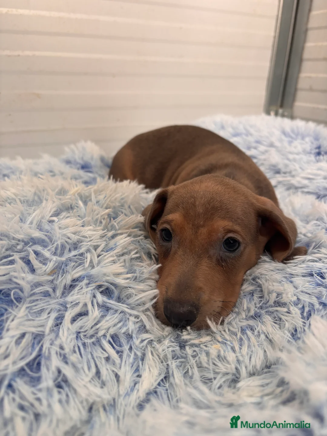 Teckel perros en venta: TECKEL STANDARD - Anuncio 14