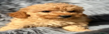 Maltipoo 2
