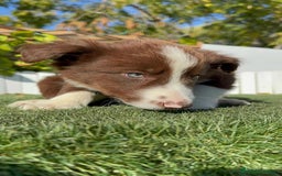 Border Collie perros en venta: BORDER COLLIE MACHO - Anuncio 26