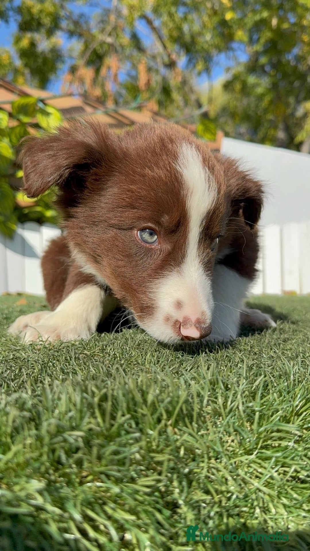 Border Collie perros en venta: BORDER COLLIE MACHO - Anuncio 26