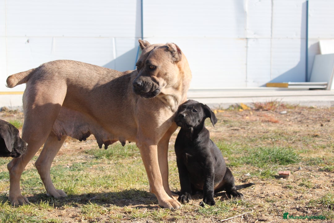Cane Corso perros en venta: Cachorros Cane Corso disponibles en Segovia  - Imagen 5
