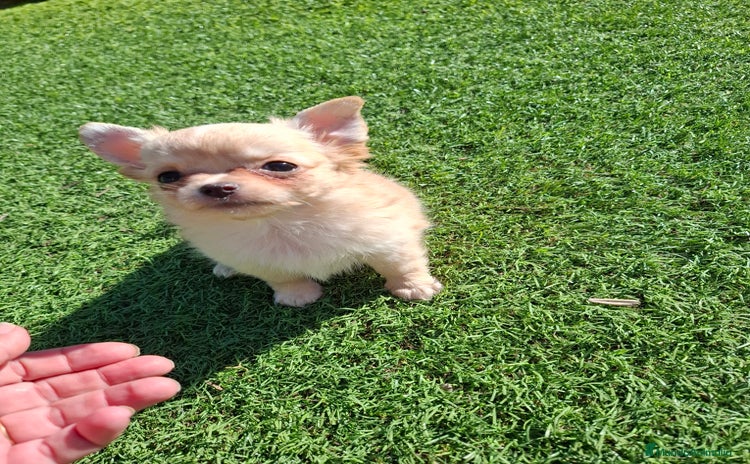 Chihuahua perros Hembrita chihuahua de pelo largo de capricho - Anuncio 1