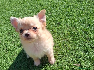 Chihuahua perros Hembrita chihuahua de pelo largo de capricho - Anuncio 1