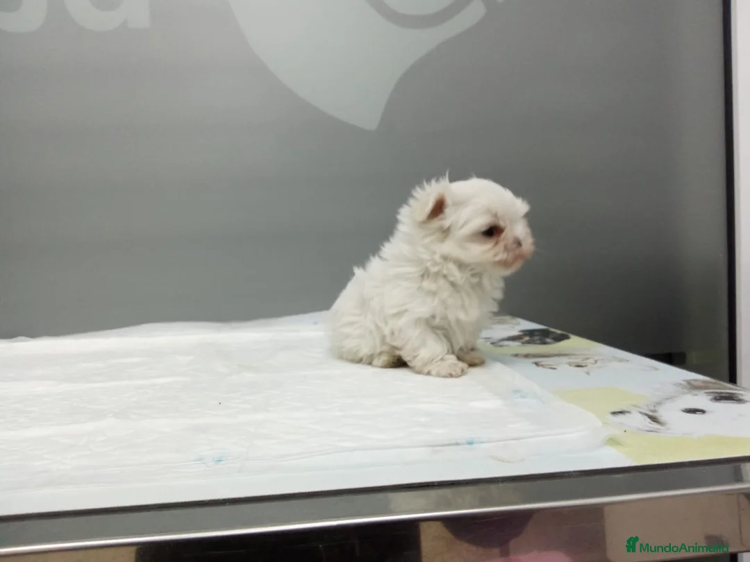 Bichón Maltés perros en venta:  BICHÓN MALTÉS LÍNEA COREANA 100% – EXCLUSIVO ✨ - Anuncio 3