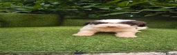 Perro de Agua Español perros en venta: preciosa camada perros agua  chocolates y blancos  - Anuncio 11
