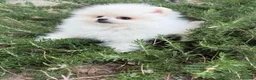 Pomerania perros en venta: Pomerania toys tamaños muy pequeñitos !! - Anuncio 6