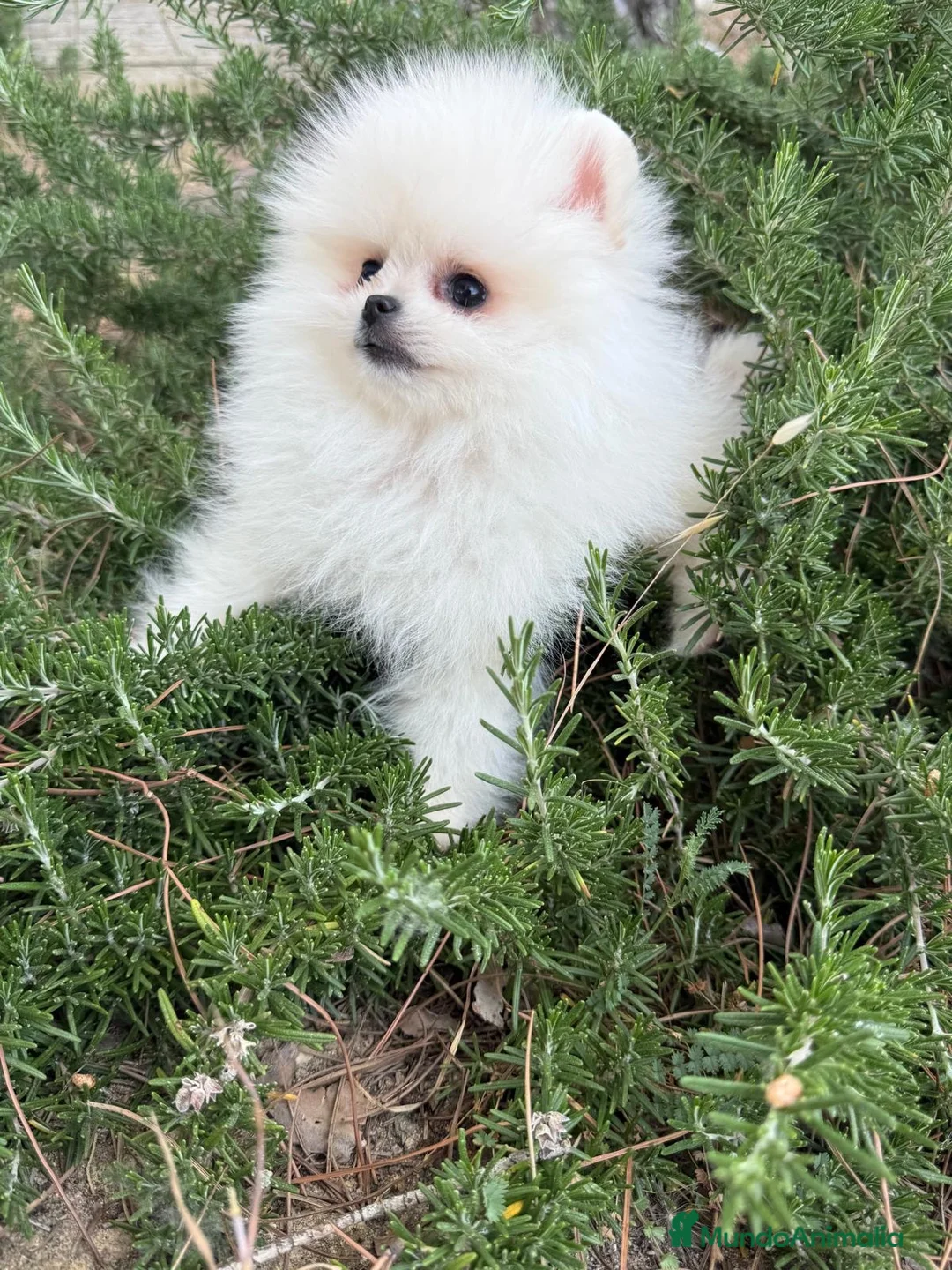 Pomerania perros en venta: Pomerania toys tamaños muy pequeñitos !! - Anuncio 6