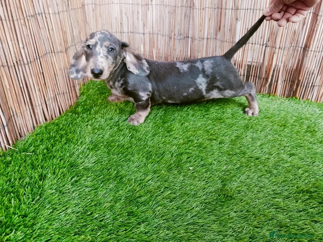 Teckel perros en venta: Teckel macho Arlequin Blue  - Anuncio 1